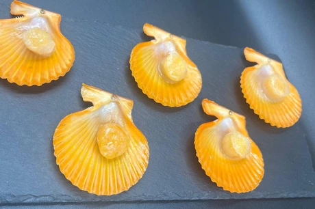 золотой морской гребешок